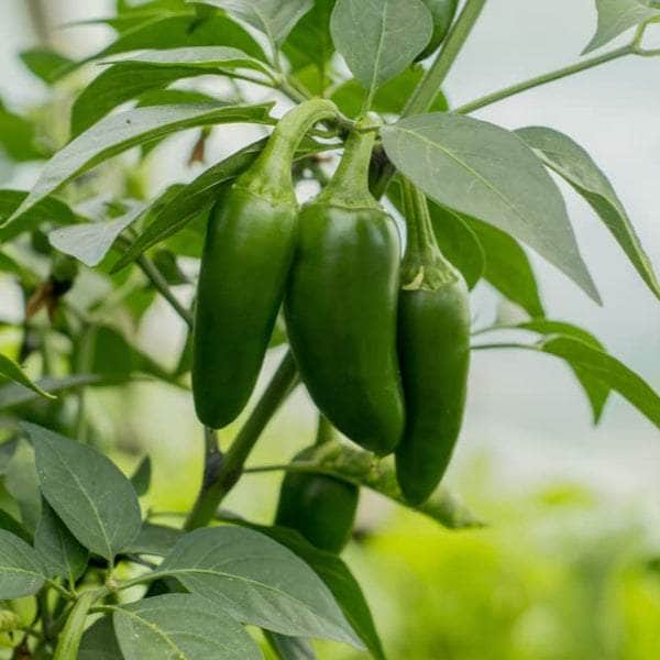 AcquaGarden Plants Chilli Plants Multi-Pack 1 – Mixed Varieties - 6 x Full Plants