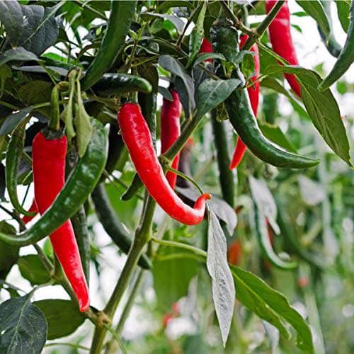 AcquaGarden Plants Chilli Plants Multi-Pack 1 – Mixed Varieties - 6 x Full Plants