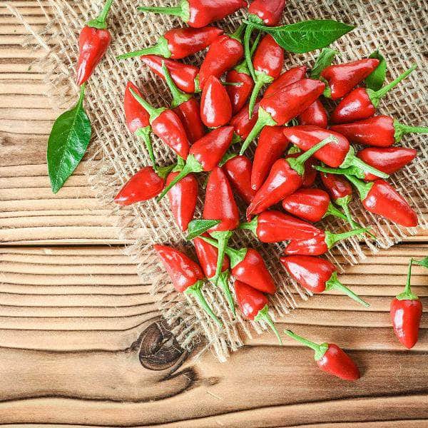 AcquaGarden Plants Chilli Plug Plants Multi-Pack 1 – Mixed Varieties - 24 x Plug Plants