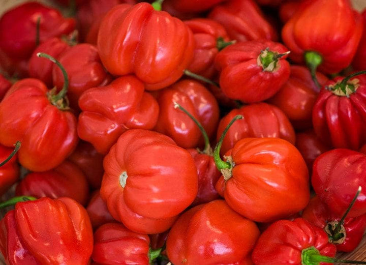 AcquaGarden Plants Pots / 1 x 1.5 Litre Pot Chilli 'Pumpkin'