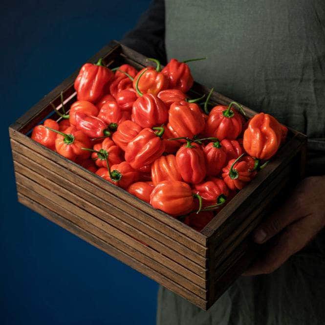 AcquaGarden Plants Pots / 1 x 1.5 Litre Pot Chilli 'Pumpkin'
