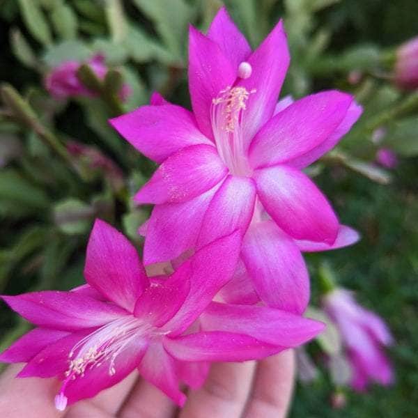 AcquaGarden Plants Christmas Cactus 'Purple Dancer'