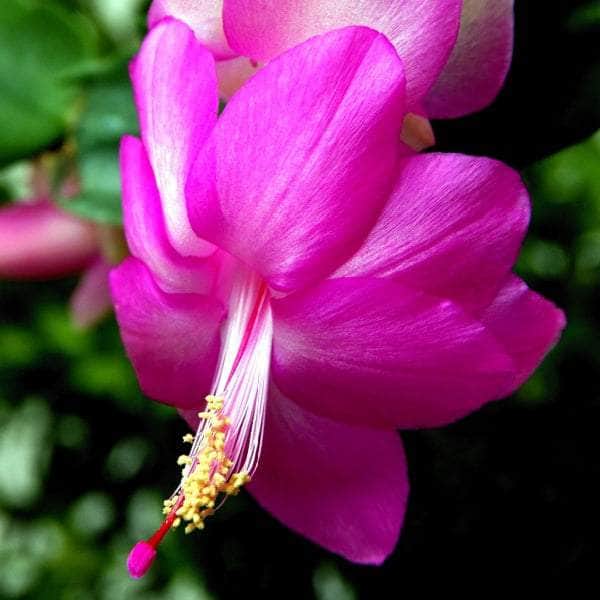 AcquaGarden Plants Christmas Cactus 'Purple Dancer'