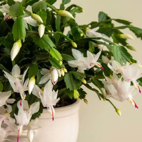 AcquaGarden Plants Christmas Cactus 'White'