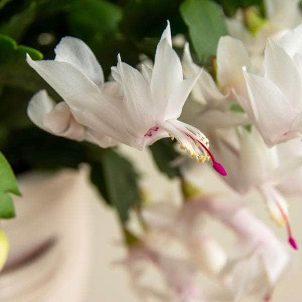 AcquaGarden Plants Christmas Cactus 'White'