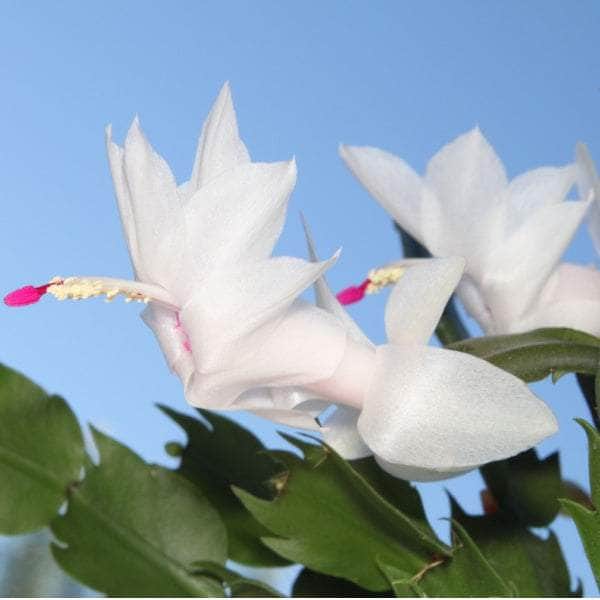 AcquaGarden Plants Christmas Cactus 'White'
