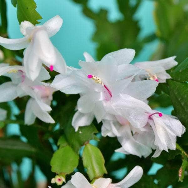 AcquaGarden Plants Christmas Cactus 'White'