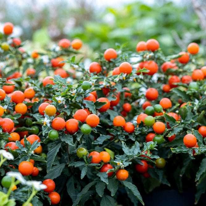 AcquaGarden Plants Christmas Cherry - Solanum 'Dark Berry'