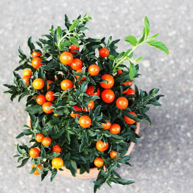 AcquaGarden Plants Christmas Cherry - Solanum 'Dark Berry'