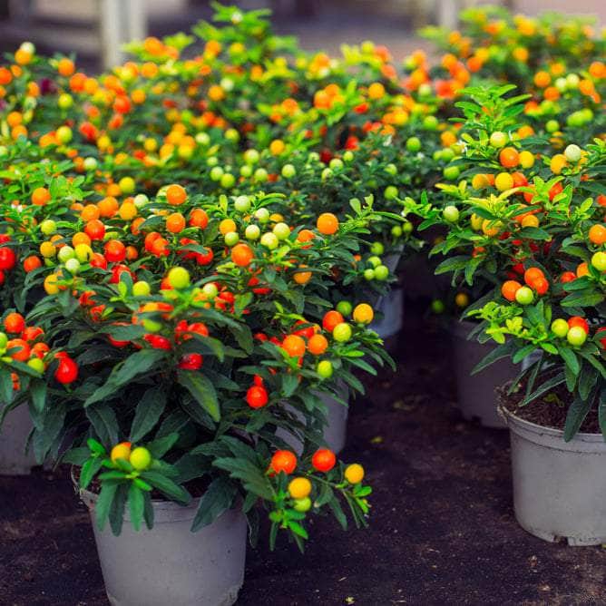 AcquaGarden Plants Christmas Cherry - Solanum 'Light Berry'