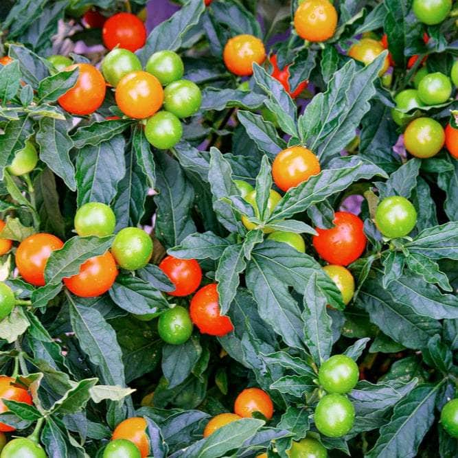 AcquaGarden Plants Christmas Cherry - Solanum 'Light Berry'