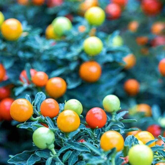 AcquaGarden Plants Christmas Cherry - Solanum 'Light Berry'