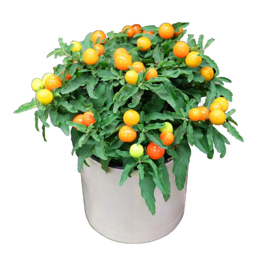 AcquaGarden Plants Christmas Cherry - Solanum 'Light Berry'