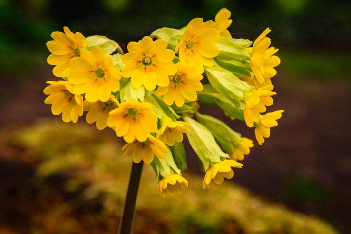 AcquaGarden Plants Cowslip