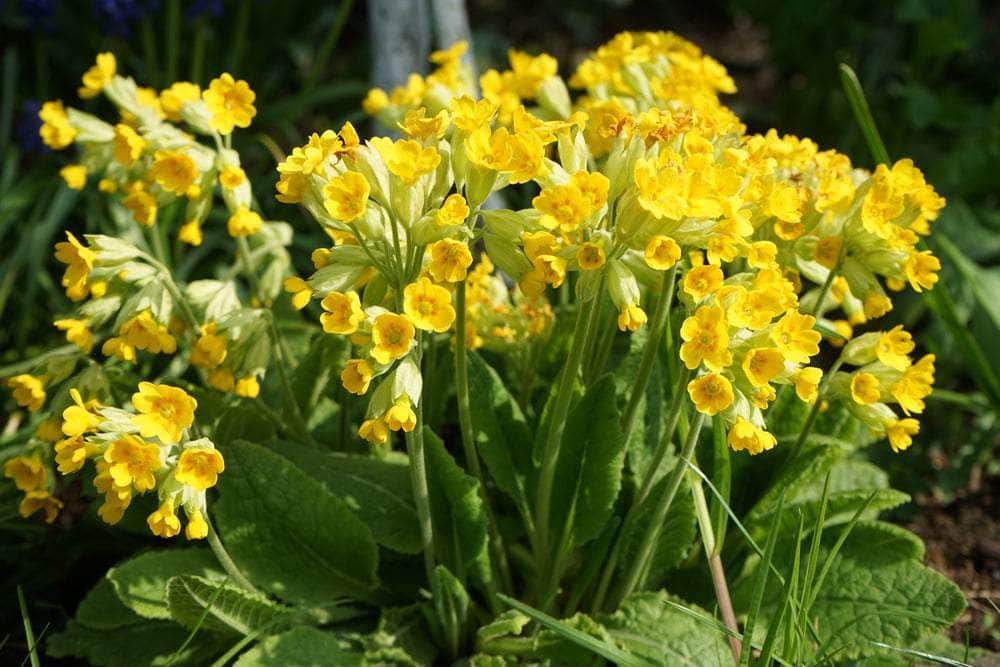 AcquaGarden Plants Cowslip