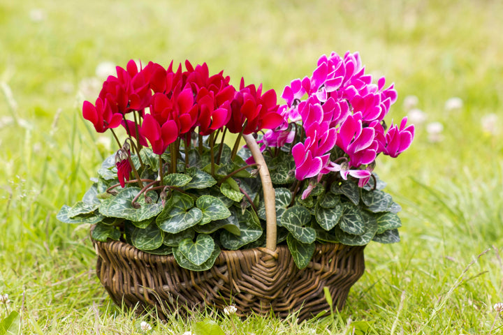 AcquaGarden Plants Cyclamen 'Rainer Mix'