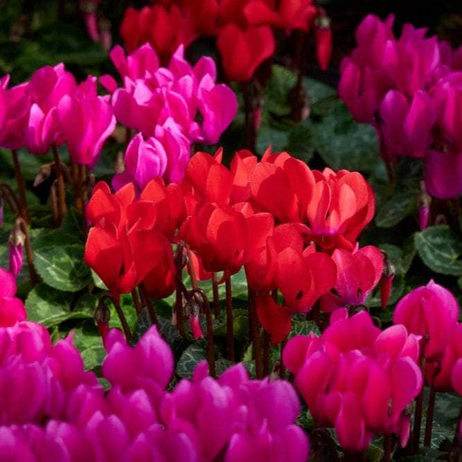 AcquaGarden Plants Cyclamen 'Rainer Mix'