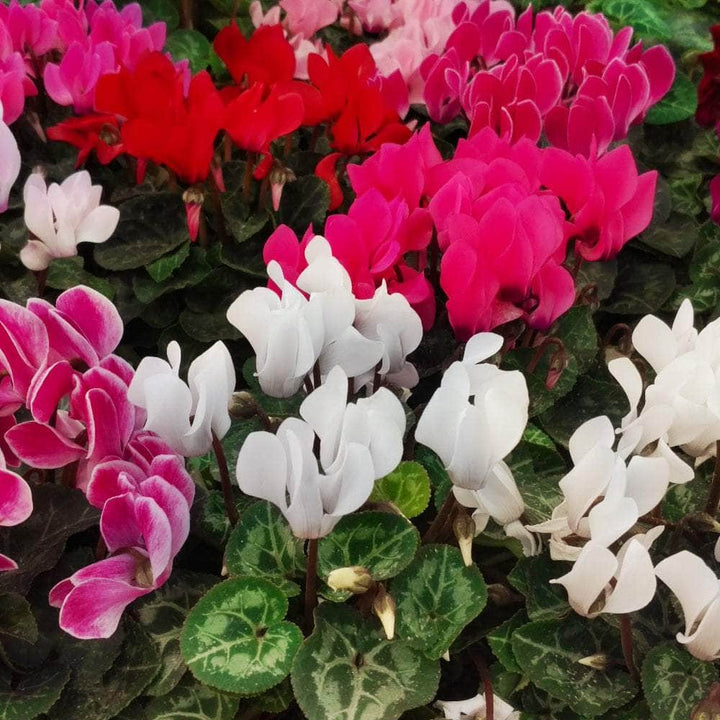 AcquaGarden Plants Cyclamen 'See Why'