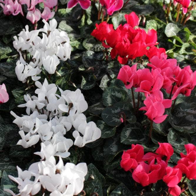 AcquaGarden Plants Cyclamen 'See Why'