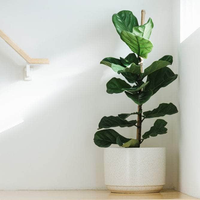 AcquaGarden Plants Ficus Lyrata 'Fiddle Leaf Fig'