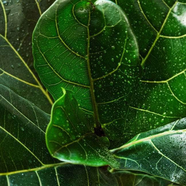 AcquaGarden Plants Ficus Lyrata 'Fiddle Leaf Fig'