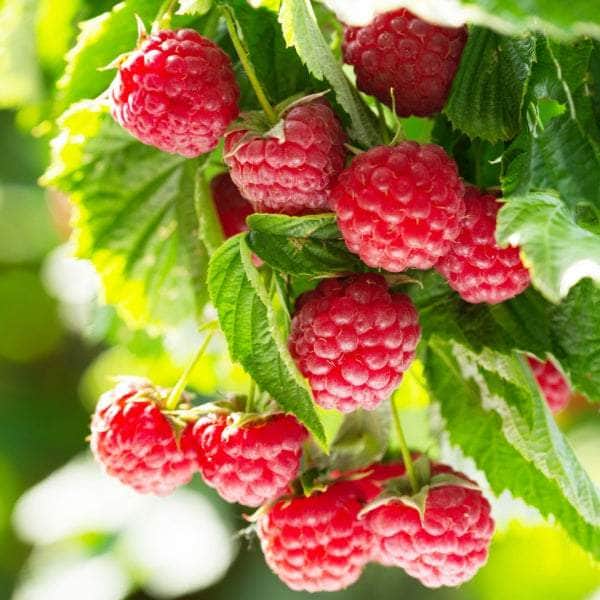AcquaGarden Plants Fruit plants Multi-Pack 1 – Mixed Varieties - 6 x Full Plants