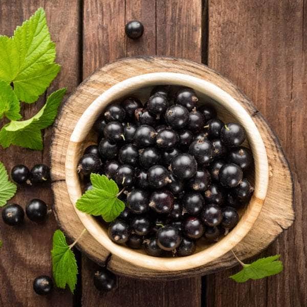 AcquaGarden Plants Fruit plants Multi-Pack 2 – Mixed Varieties - 6 x Full Plants