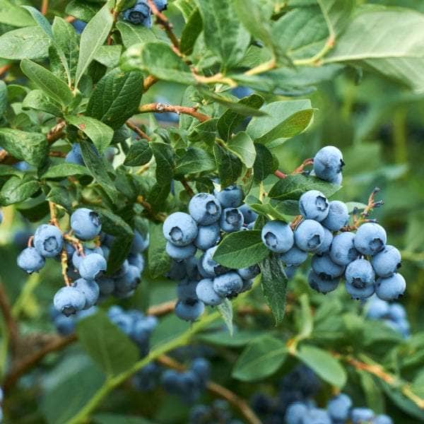 AcquaGarden Plants Fruit plants Multi-Pack 2 – Mixed Varieties - 6 x Full Plants