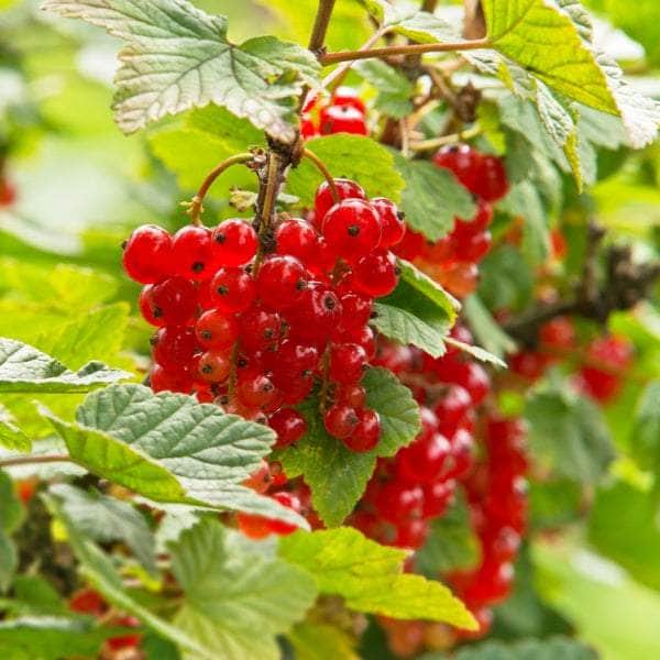 AcquaGarden Plants Fruit plants Multi-Pack 2 – Mixed Varieties - 6 x Full Plants