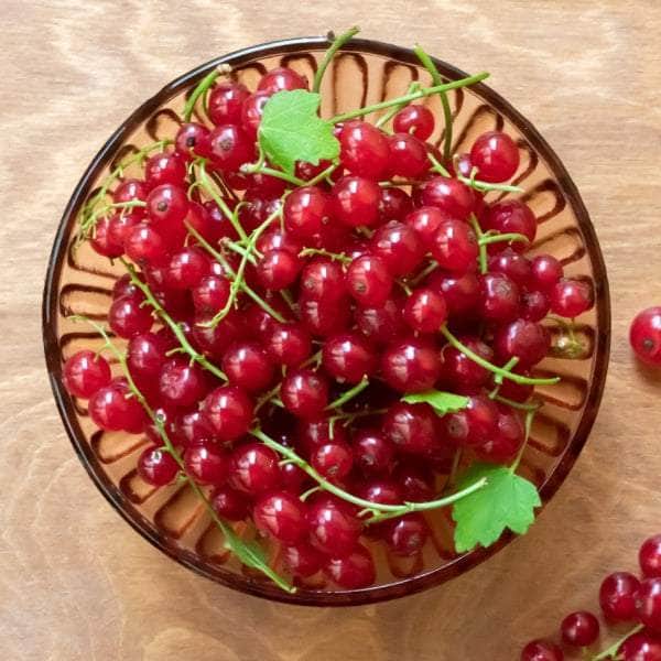 AcquaGarden Plants Fruit plants Multi-Pack 2 – Mixed Varieties - 6 x Full Plants