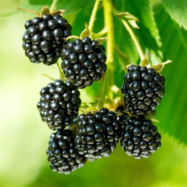 AcquaGarden Plants Fruit plants Multi-Pack 3 – Mixed Varieties - 6 x Full Plants