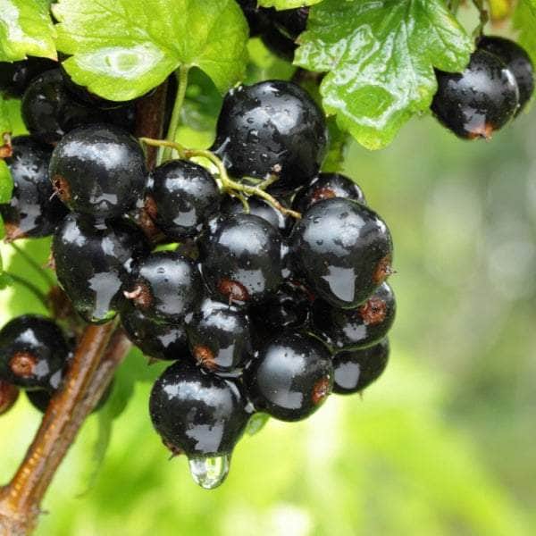 AcquaGarden Plants Fruit plants Multi-Pack 4 – Mixed Varieties - 6 x Full Plants