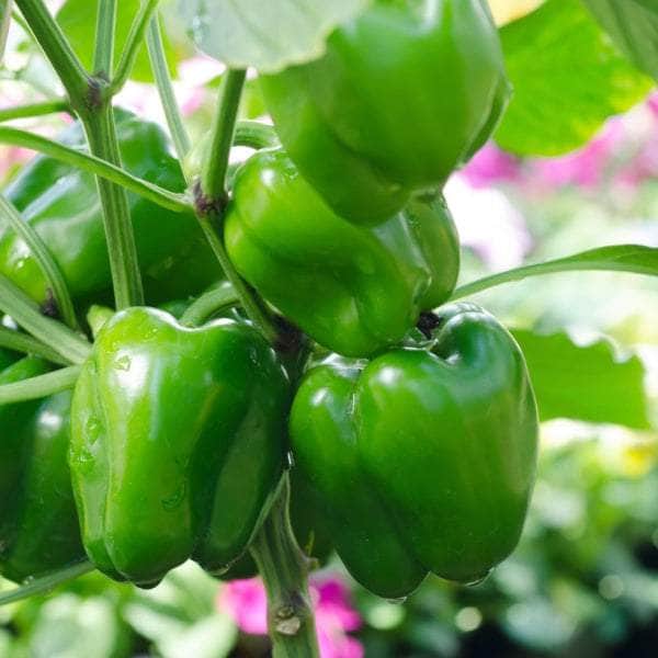 AcquaGarden Plants Green Sweet Pepper
