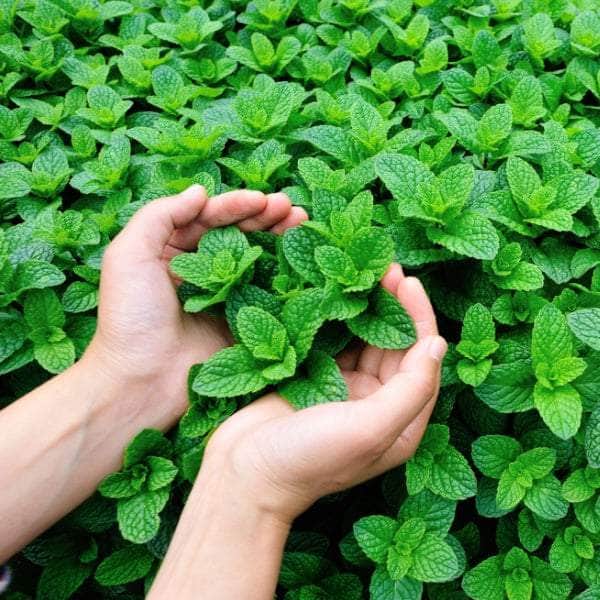 AcquaGarden Plants Herb Full Plants Multi-Pack 1 – Mixed Varieties - 6 x Full Plants