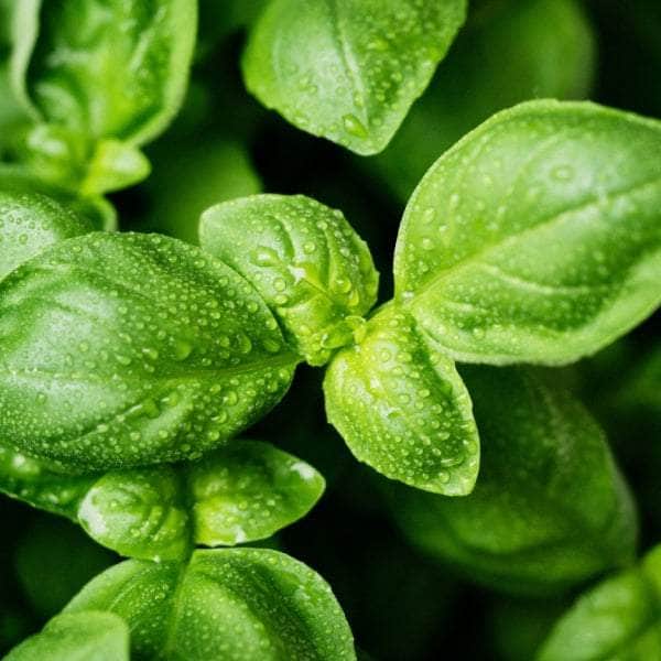 AcquaGarden Plants Herb Full Plants Multi-Pack 1 – Mixed Varieties - 6 x Full Plants
