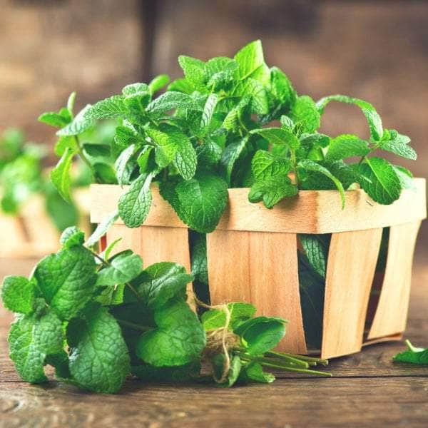 AcquaGarden Plants Herb Full Plants Multi-Pack 1 – Mixed Varieties - 6 x Full Plants