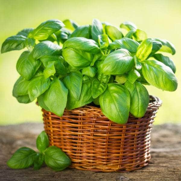 AcquaGarden Plants Herb Full Plants Multi-Pack 1 – Mixed Varieties - 6 x Full Plants