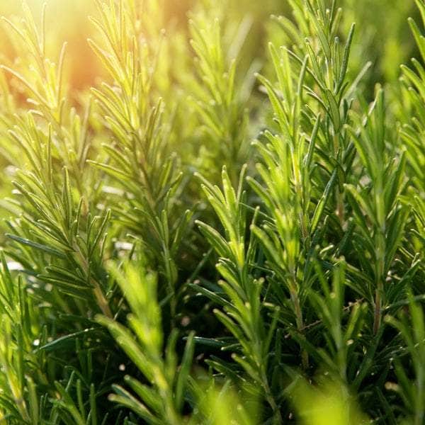 AcquaGarden Plants Herb Full Plants Multi-Pack 4 – Mixed Varieties - 6 x Full Plants