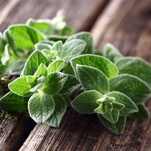 AcquaGarden Plants Herb Full Plants Multi-Pack 4 – Mixed Varieties - 6 x Full Plants