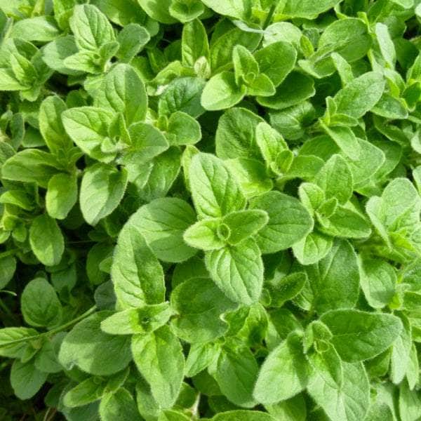 AcquaGarden Plants Herb Full Plants Multi-Pack 4 – Mixed Varieties - 6 x Full Plants
