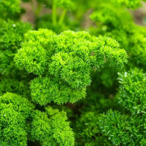 AcquaGarden Plants Herb Plug Plants Multi-Pack 1 – Mixed Varieties - 24 x Plug Plants