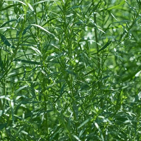 AcquaGarden Plants Herb Plug Plants Multi-Pack 3 – Mixed Varieties - 24 x Plug Plants