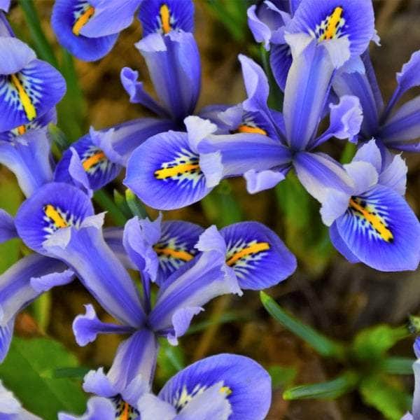 AcquaGarden Plants Iris 'Reticulata'