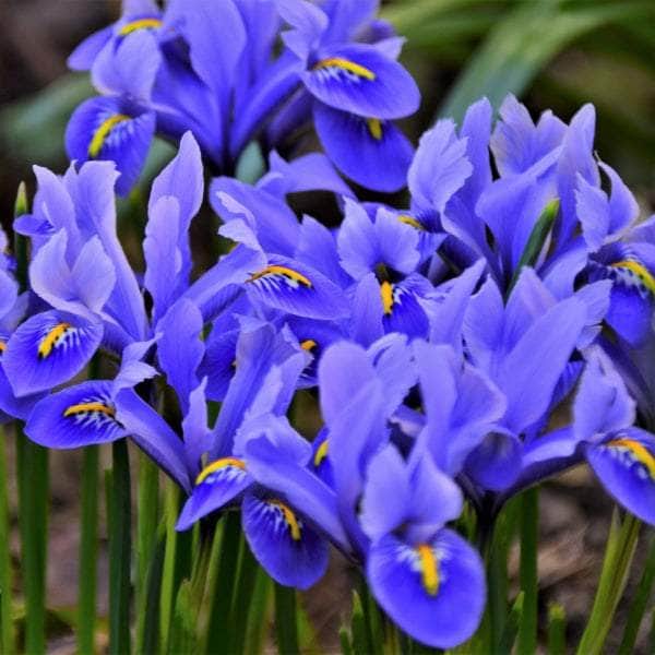 AcquaGarden Plants Iris 'Reticulata'