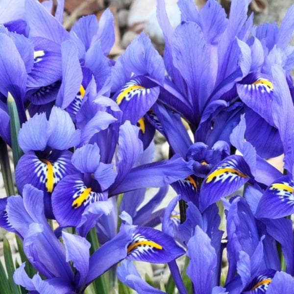 AcquaGarden Plants Iris 'Reticulata'