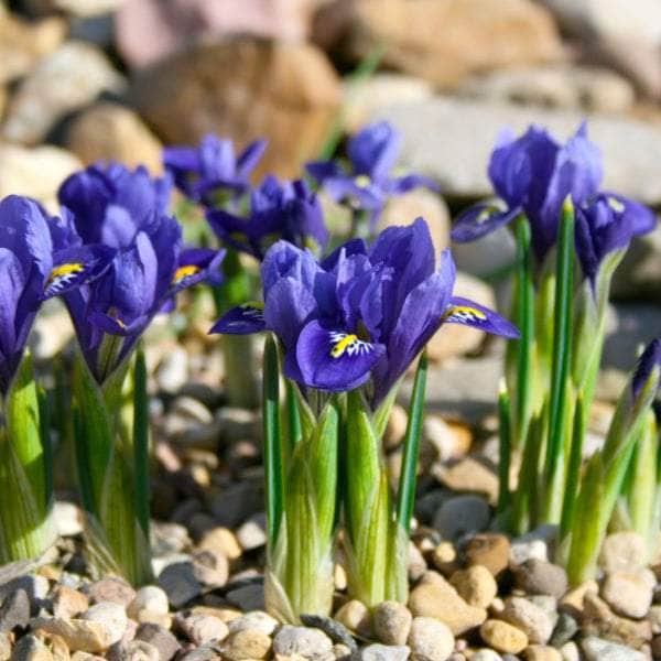 AcquaGarden Plants Iris 'Reticulata'
