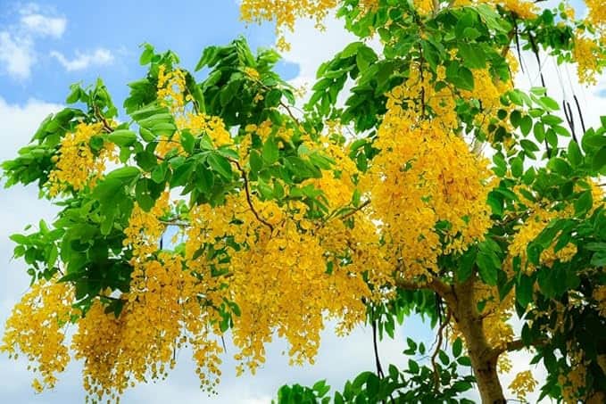 AcquaGarden Plants Laburnum Vossii