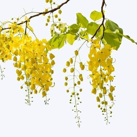 AcquaGarden Plants Laburnum Vossii