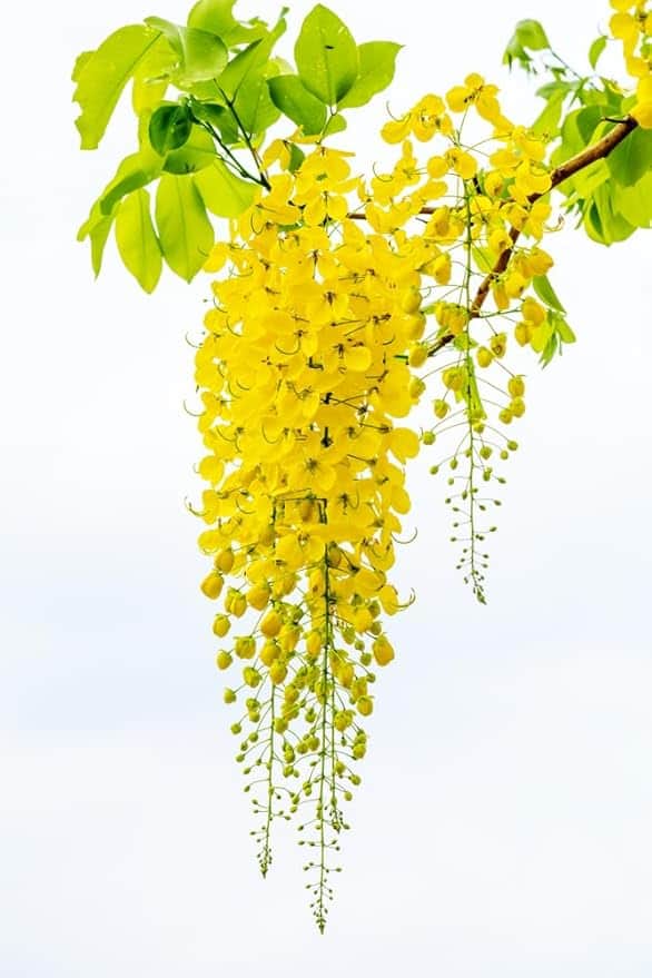 AcquaGarden Plants Laburnum Vossii
