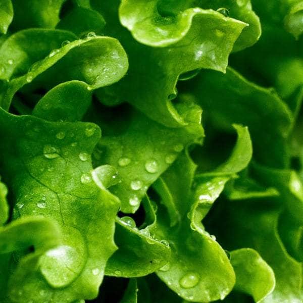 AcquaGarden Plants Lettuce